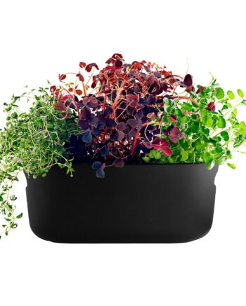 Selvvandende Herb Organiser Sort
