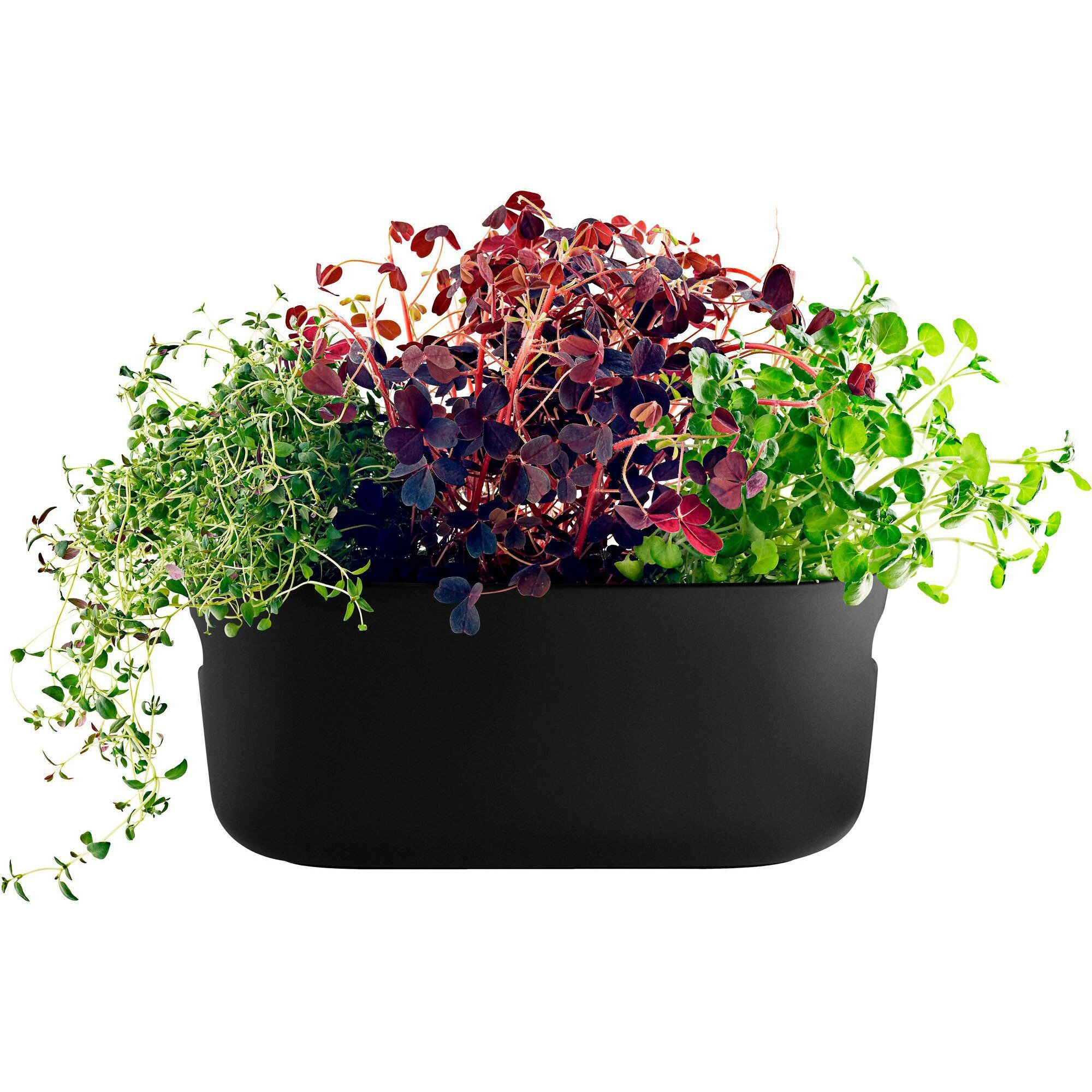 Selvvandende Herb Organiser Sort